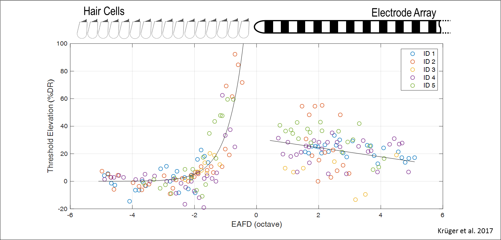 Schematic drawing of an CI electrode array and some nearby hair cells.